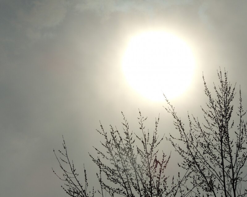 Sun behind tree branches