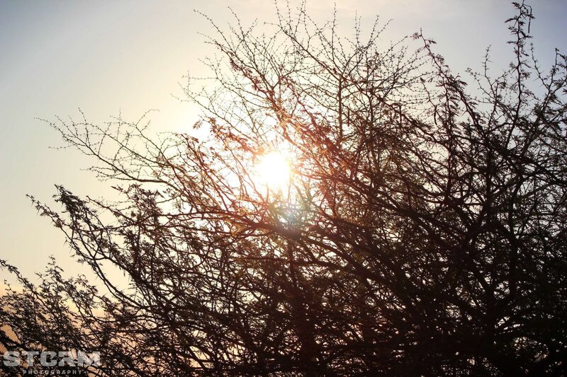 Sun Behind Tree Branches — Yellow