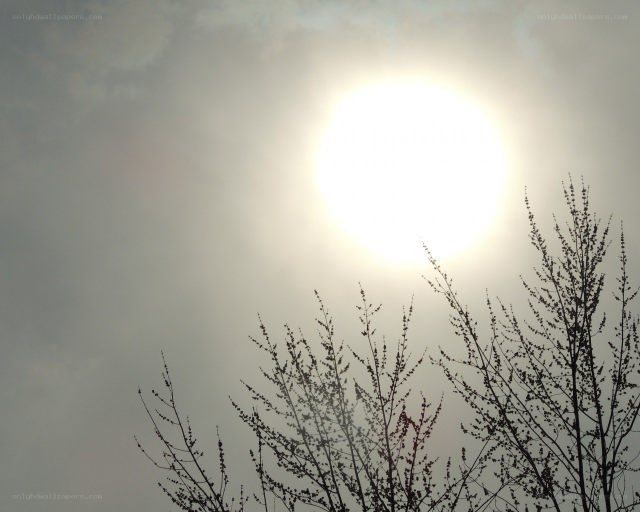 Sun behind tree branches