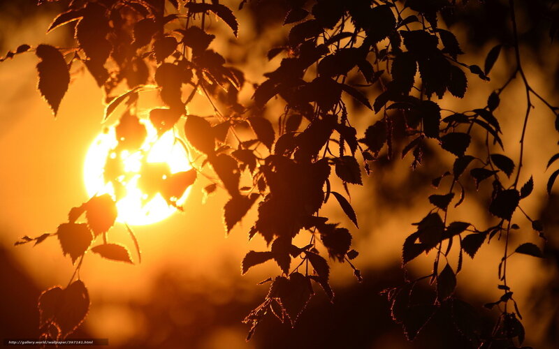 Sun Behind Tree Leaves — Orange, Dramatic