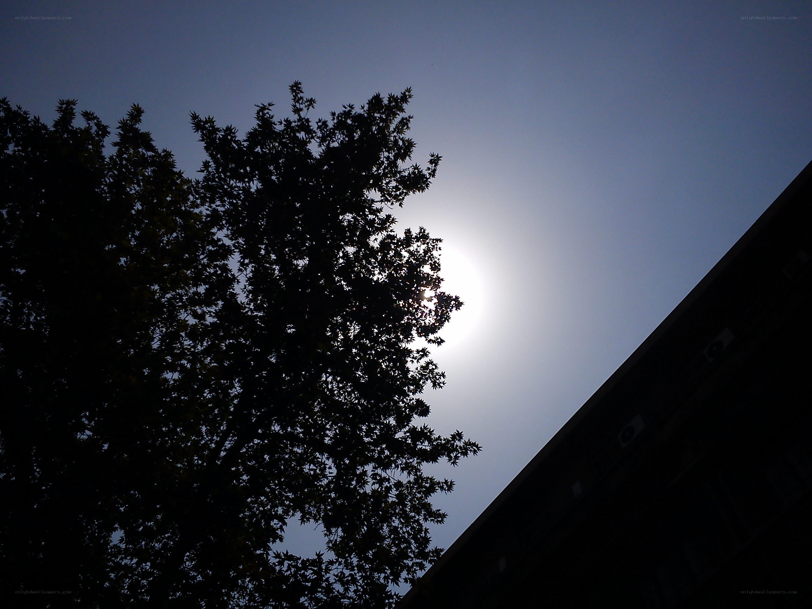 Sun behind tree silhouette
