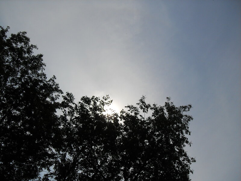Sun Behind Tree Silhouettes