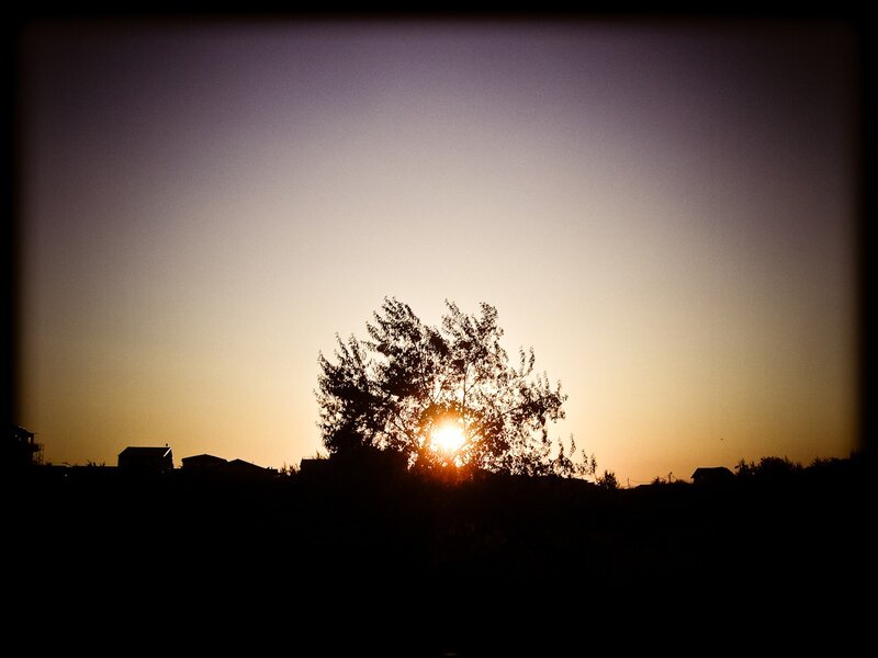 Sun Behind Tree