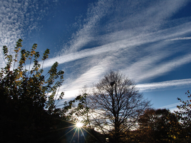 Sun Behind Trees — Blue, Dramatic
