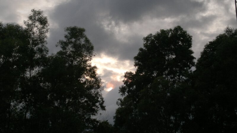 Sun Behind Trees — Gray