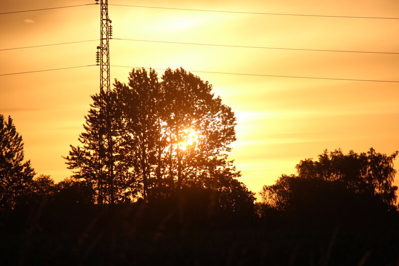 Sun Behind Trees — Orange