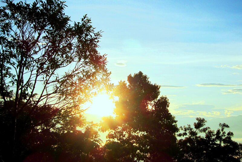 Sun Behind Trees