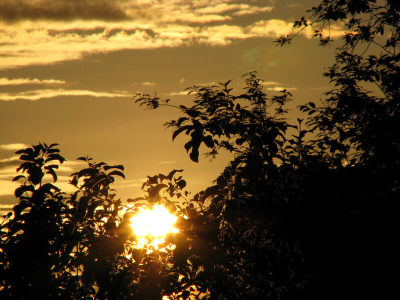 Sun Behind Trees — Yellow, Dramatic