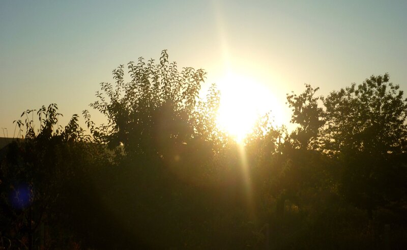 Sun Behind Trees — Yellow