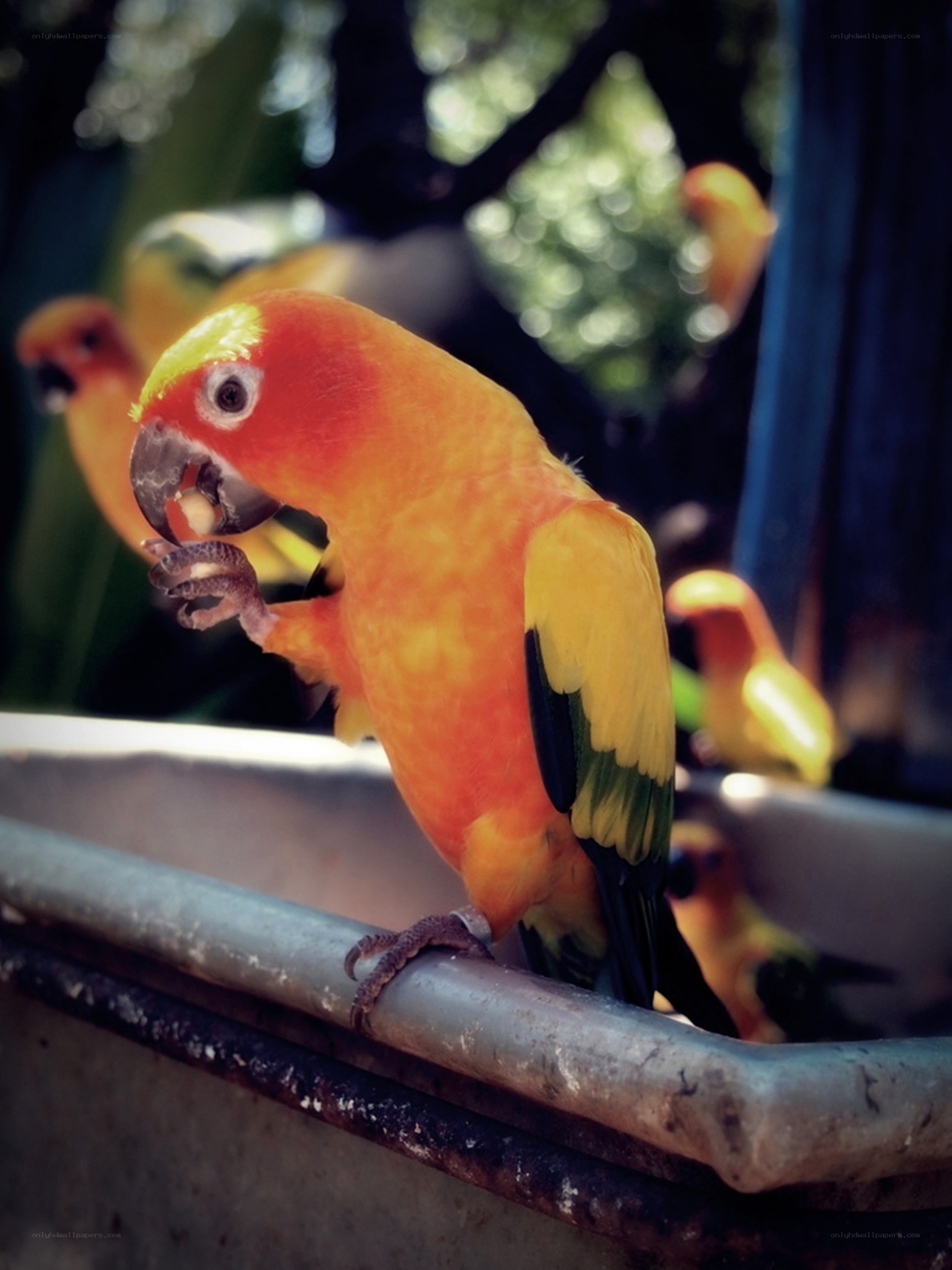 Sun conure eating from a bowl