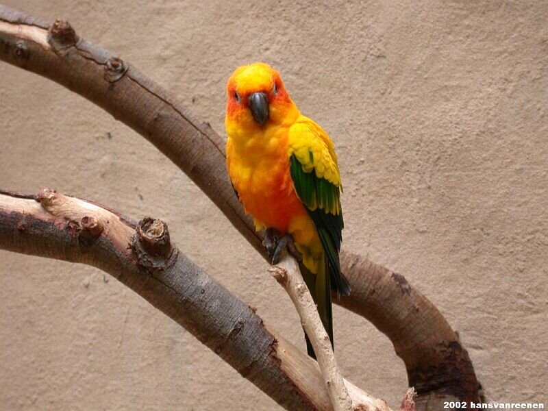 Sun conure on a branch