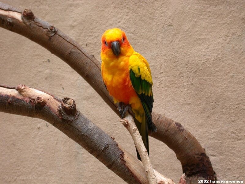 Sun conure on a branch