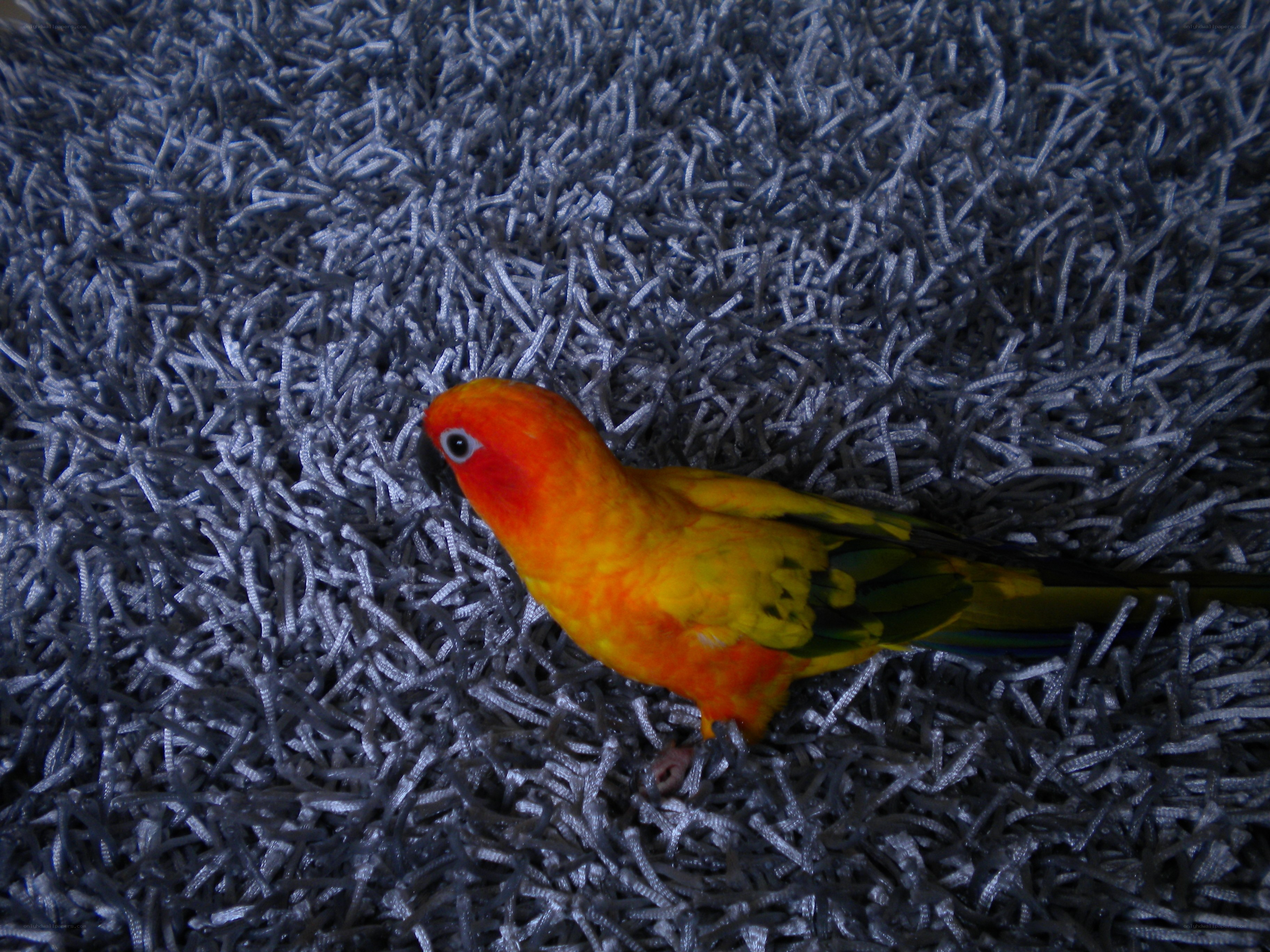 Sun conure on a carpet