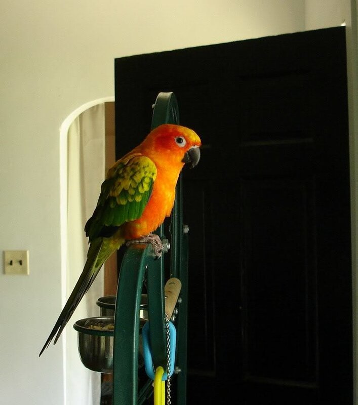 Sun conure on a perch