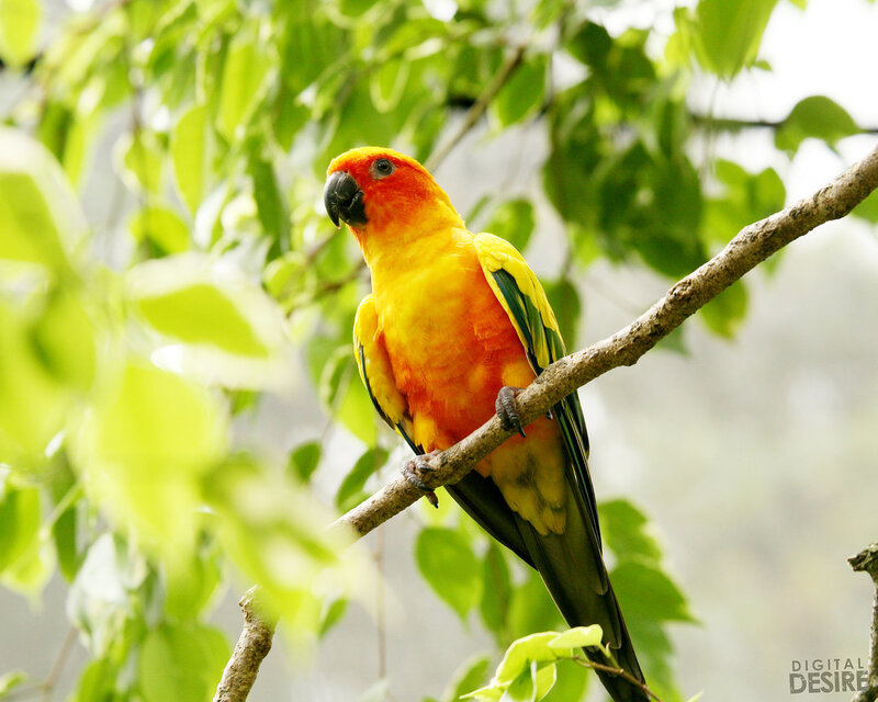 Sun Conure on a tree branch