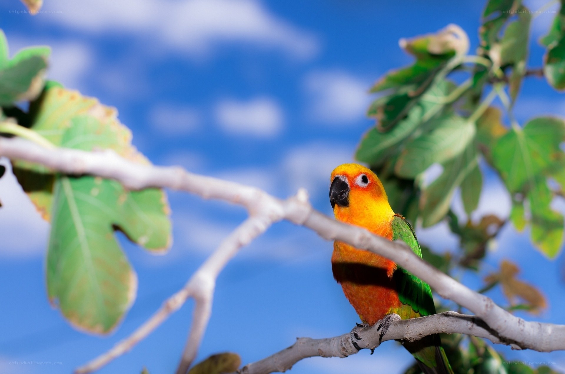 Sun conure on a tree branch