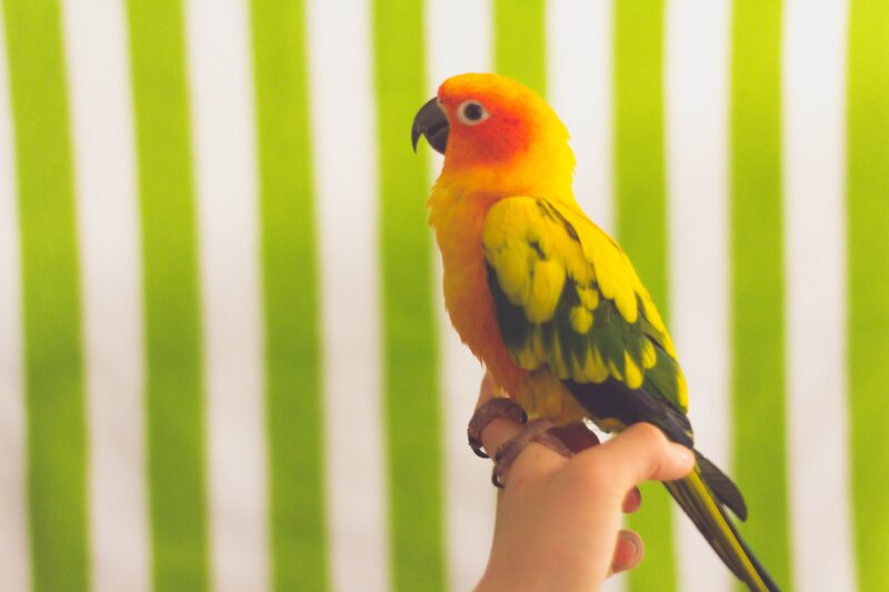 Sun conure on hand