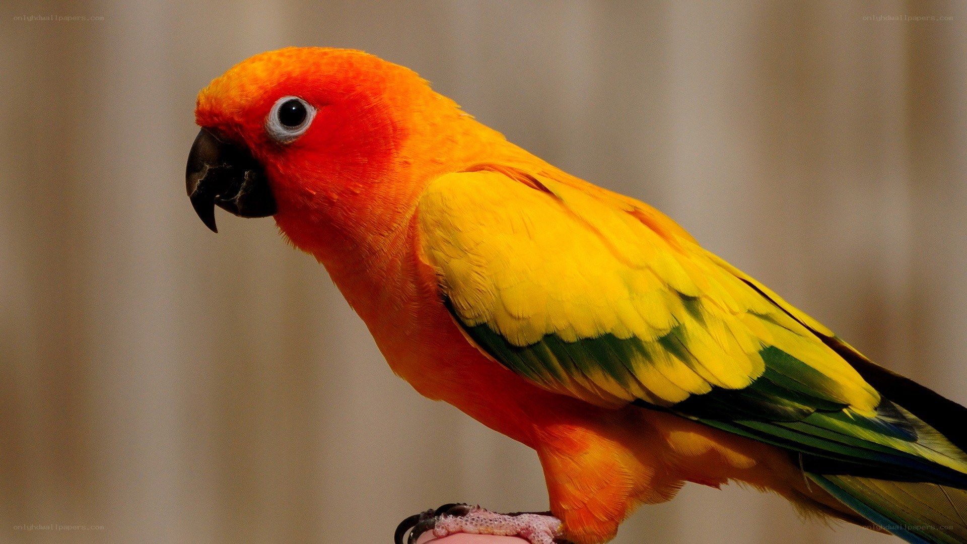 Sun conure parrot