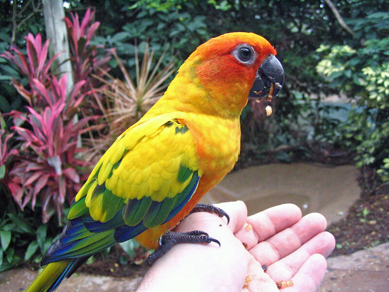 Sun conure parrot eating