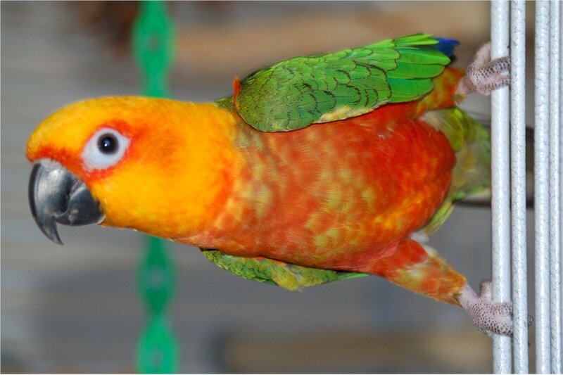 Sun Conure Parrot — Green