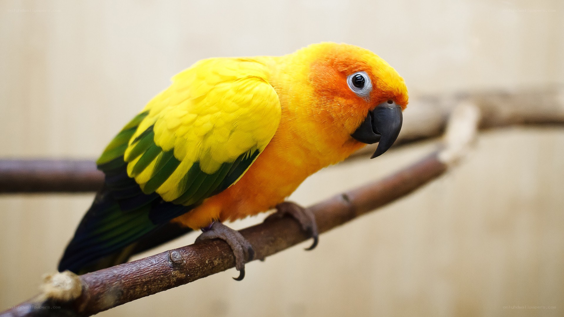Sun conure parrot on branch