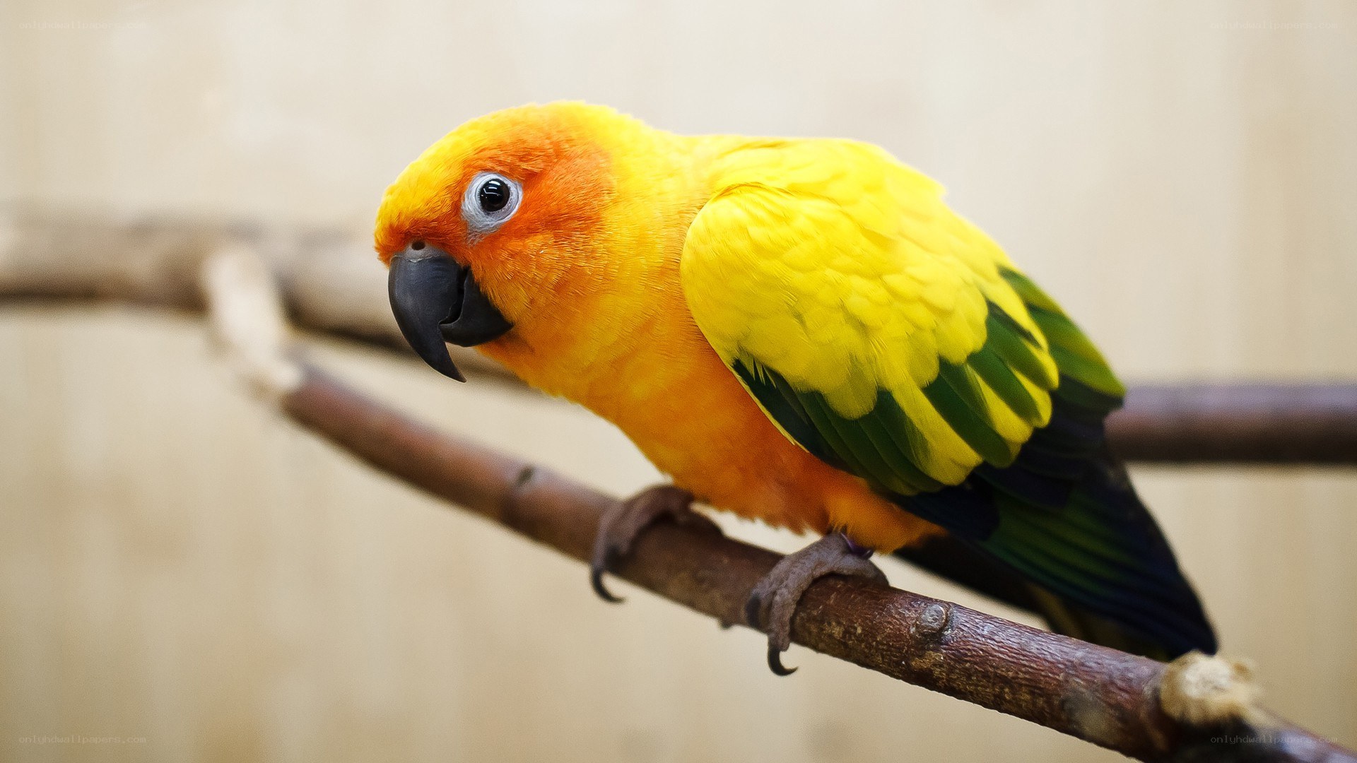 Sun conure parrot on branch