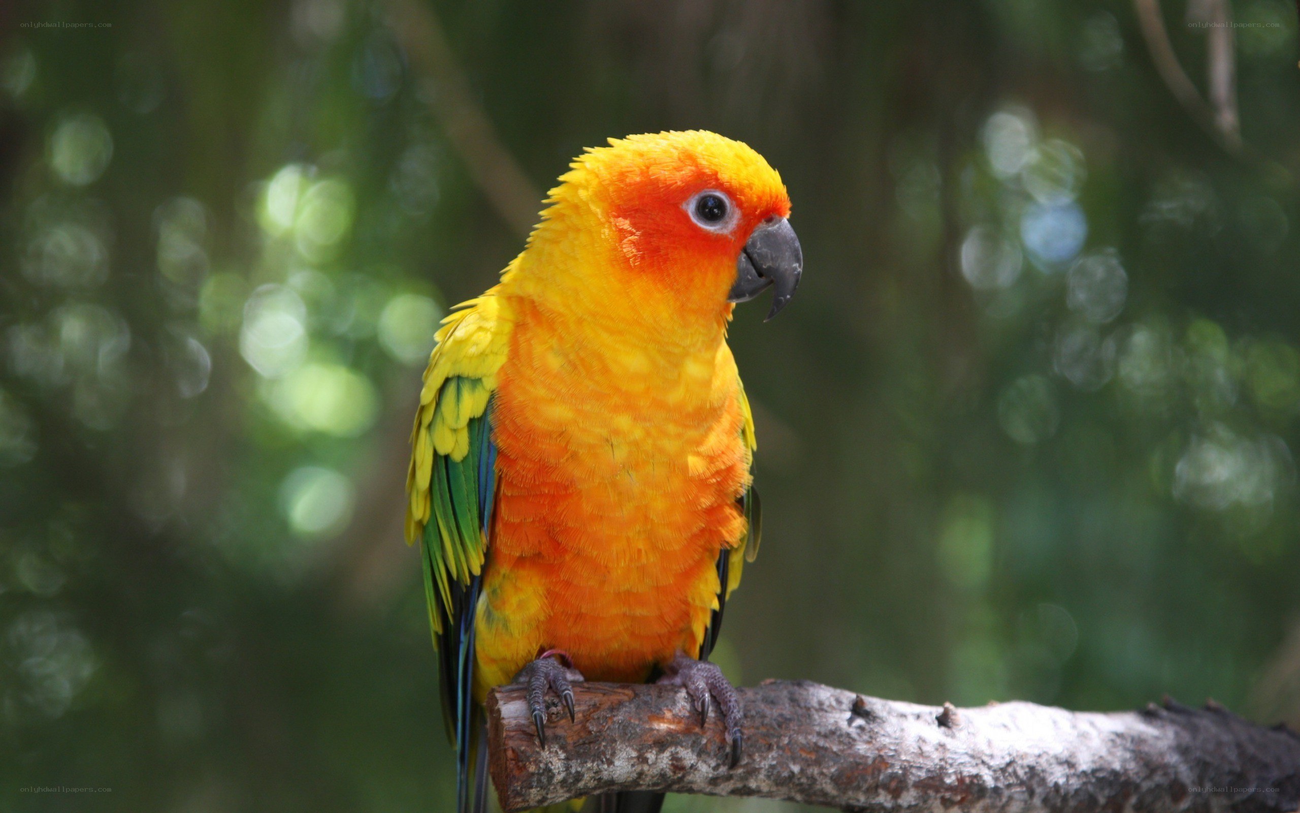 Sun conure parrot on branch