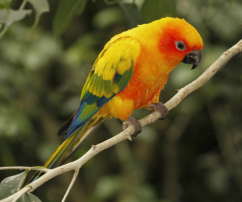 Sun Conure parrot on branch