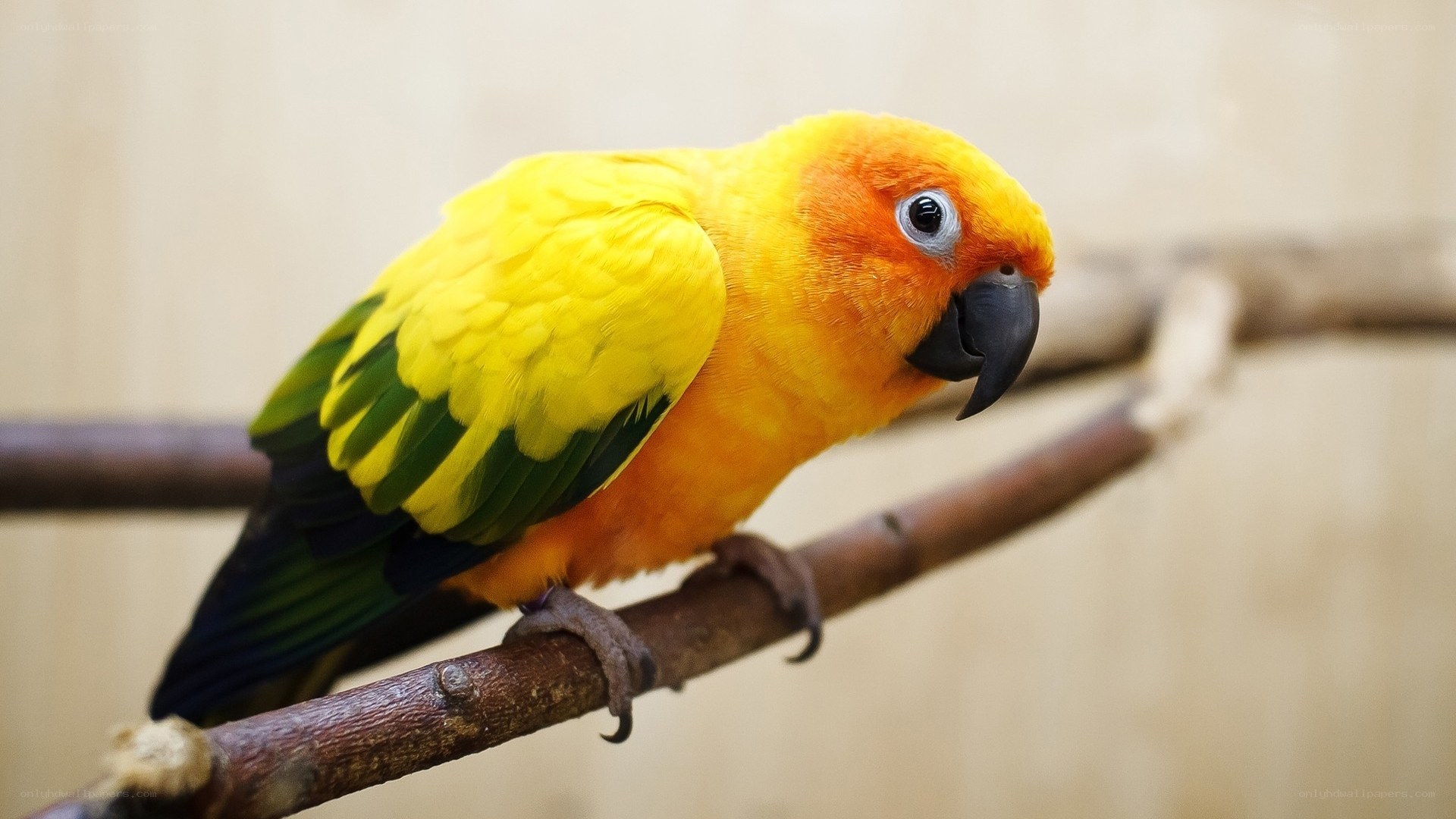 Sun conure parrot on branch
