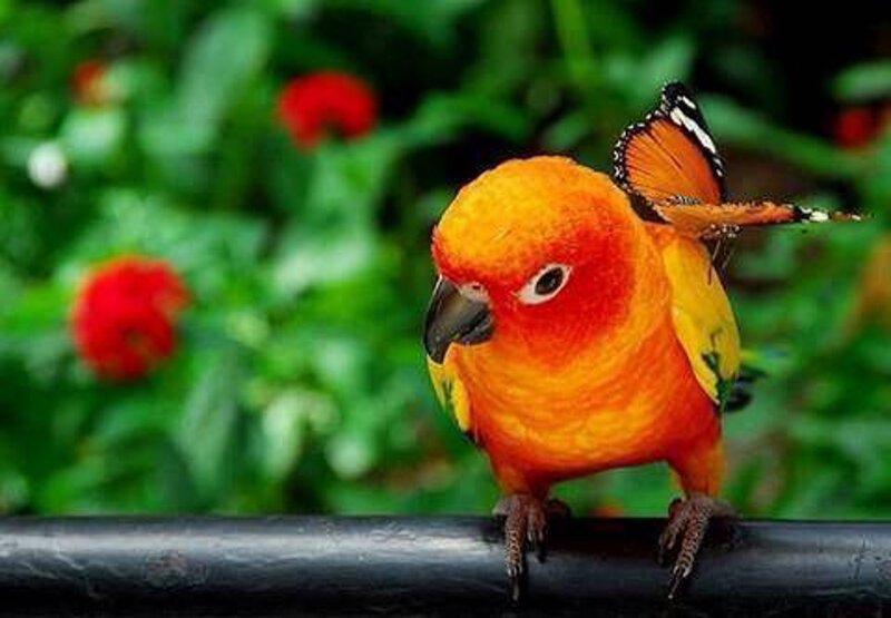 Sun Conure Parrot — Orange, Calm, Afternoon