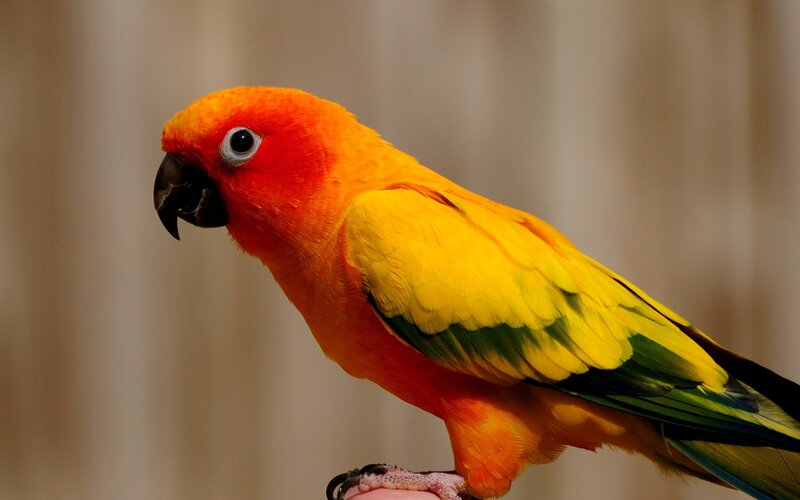 Sun Conure Parrot — Orange, Calm, Photograph, Bird, Perch