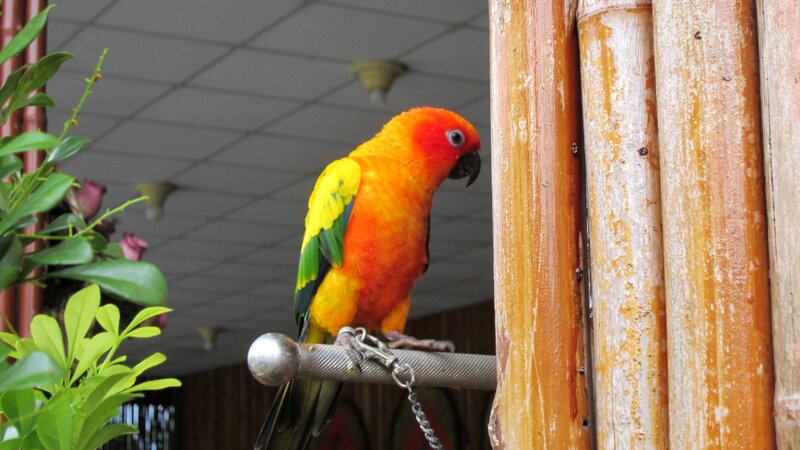 Sun Conure Parrot — Orange, Calm, Photograph, Bird