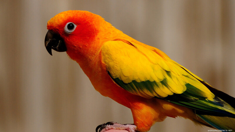 Sun Conure Parrot — Orange, Calm, Photograph