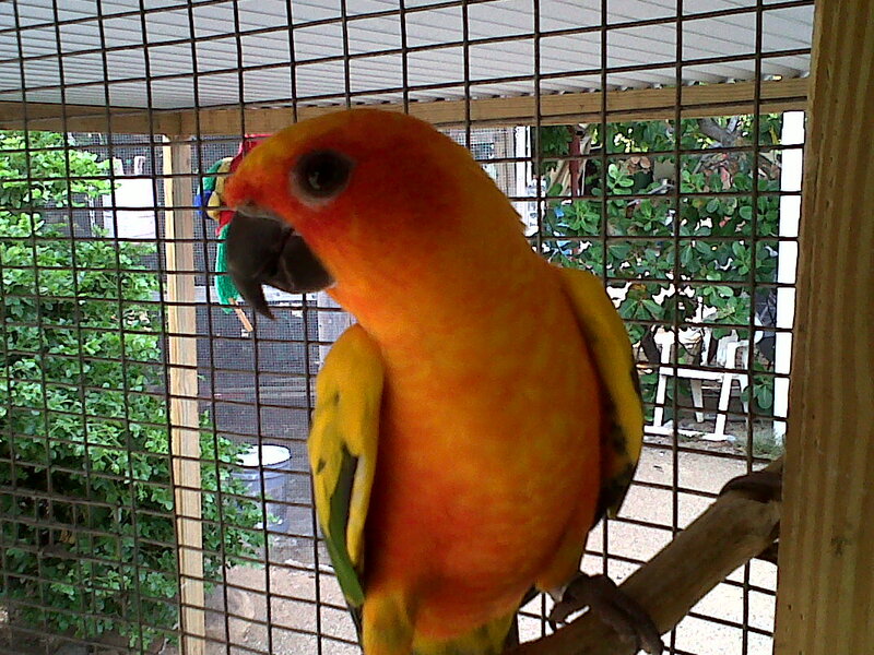 Sun Conure Parrot — Orange, Calm