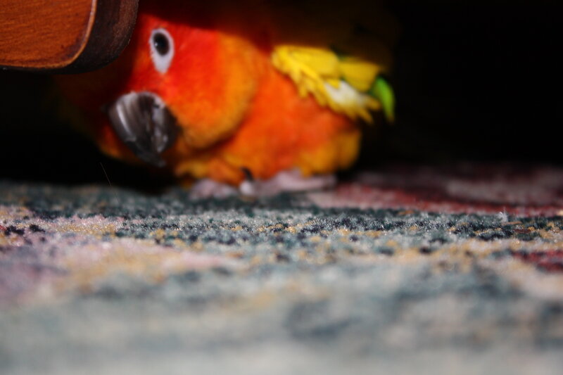 Sun Conure Parrot — Orange, Curious