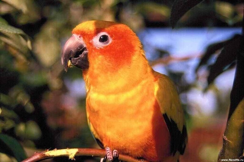Sun Conure Parrot — Orange