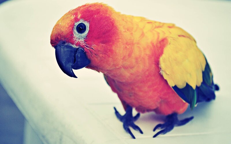 Sun Conure Parrot — Red