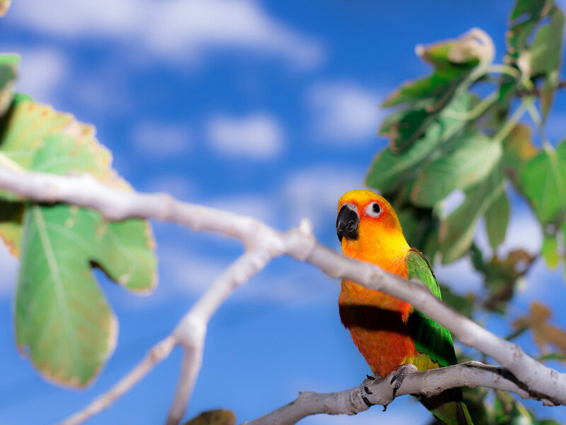 Sun Conure Parrot — Yellow, Calm, Afternoon, Photograph