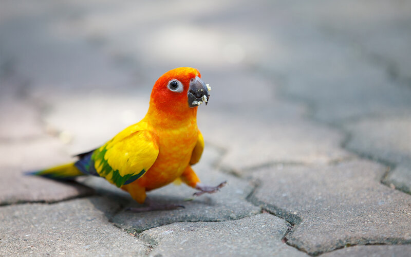 Sun Conure Parrot — Yellow, Calm, Afternoon