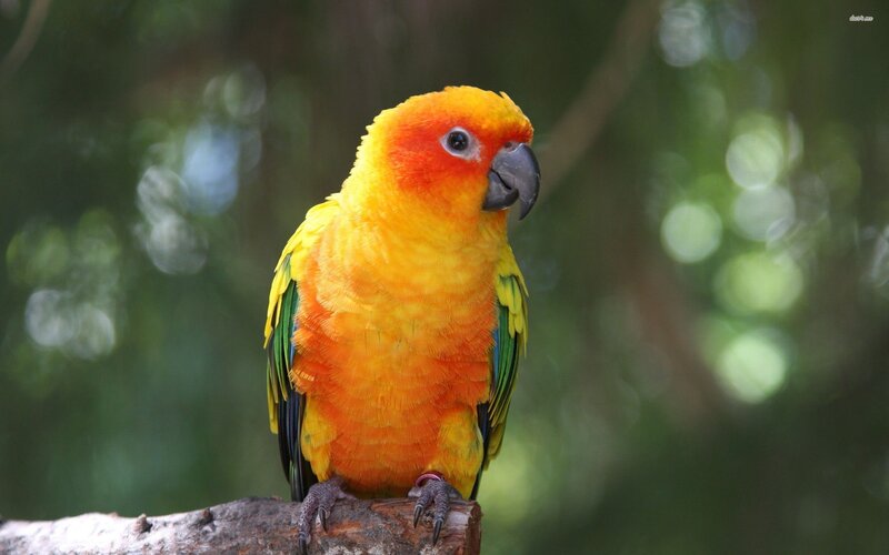 Sun Conure Parrot — Yellow, Calm, Photograph, Bird