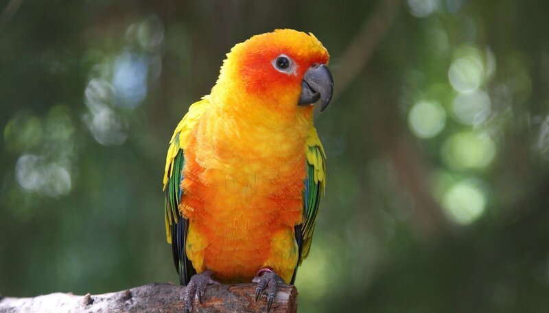 Sun Conure Parrot — Yellow, Calm, Photograph, Branch, Forest