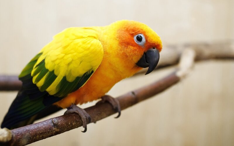 Sun Conure Parrot — Yellow, Calm, Photograph, Branch