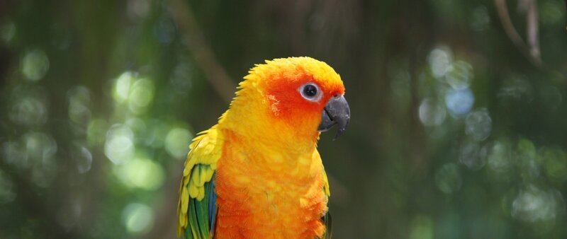 Sun Conure Parrot — Yellow, Calm, Photograph, Forest