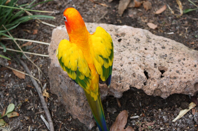 Sun Conure Parrot — Yellow, Calm, Photograph