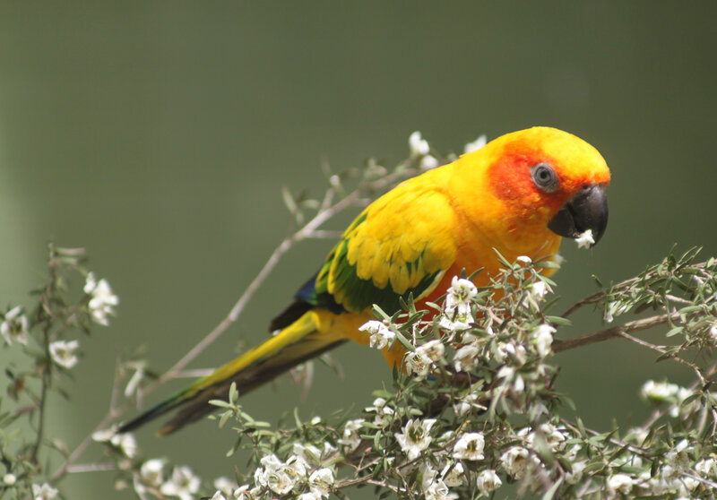Sun Conure Parrot — Yellow, Calm