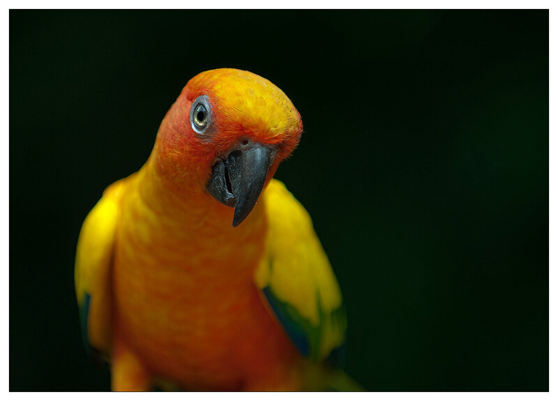 Sun Conure Parrot — Yellow, Dramatic
