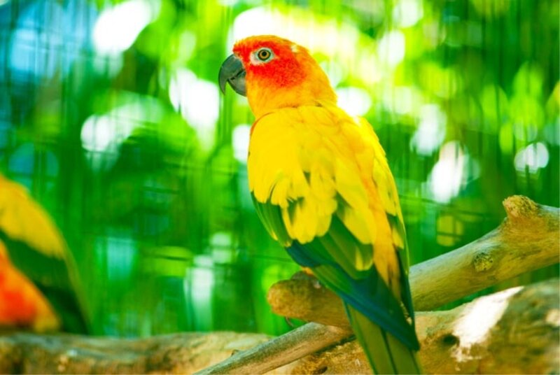 Sun Conure Parrot — Yellow, Natural