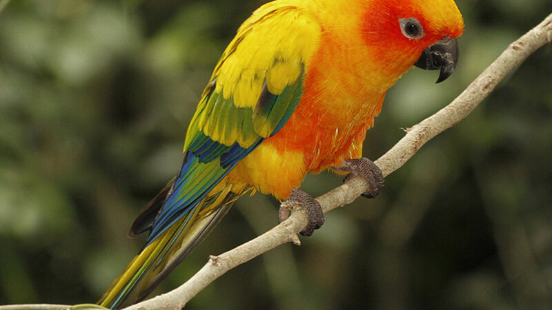 Sun Conure Parrot — Yellow