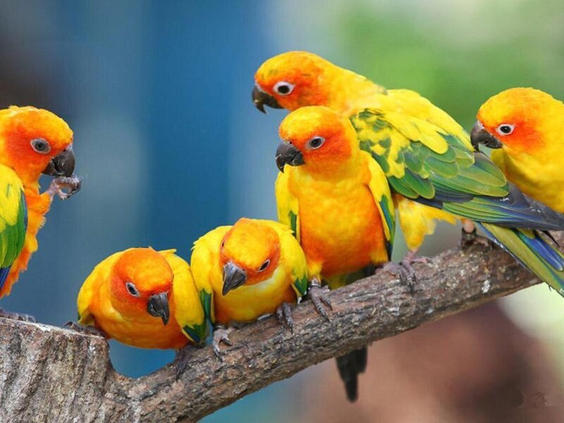 Sun Conure Parrots