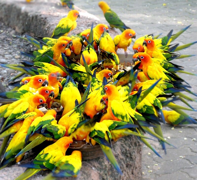 Sun Conure Parrots — Yellow, Active
